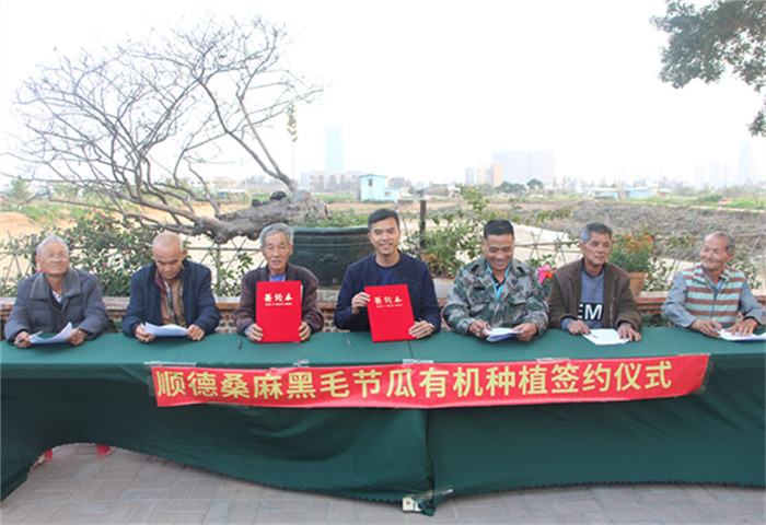 杏坛：村企结对共建，壮大黑毛节瓜生产基地
