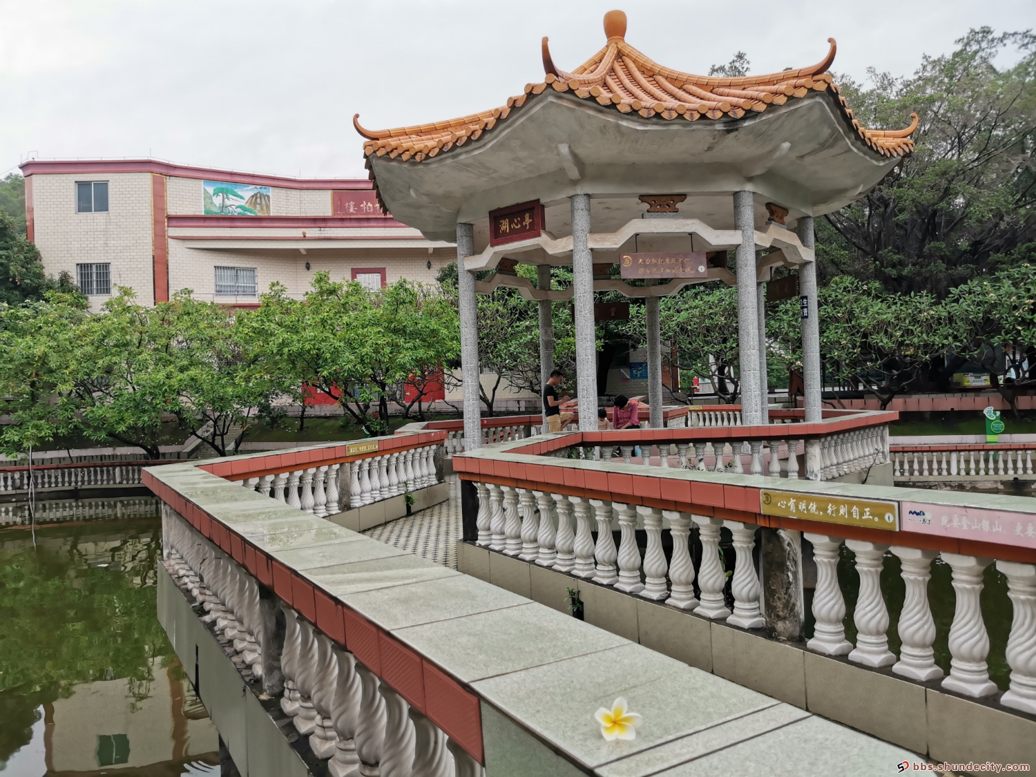 宁静处，杏坛马宁