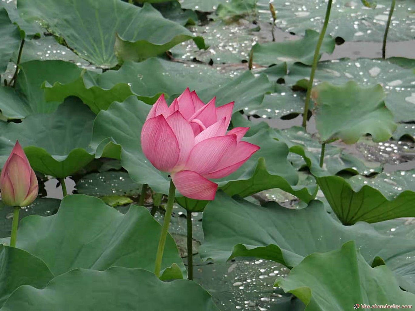 黄连古庙公园荷花开满塘