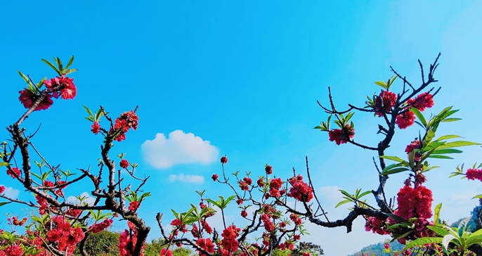 人间四月芳菲尽，山寺桃花始盛开