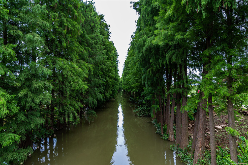 参观江义湿地公园
