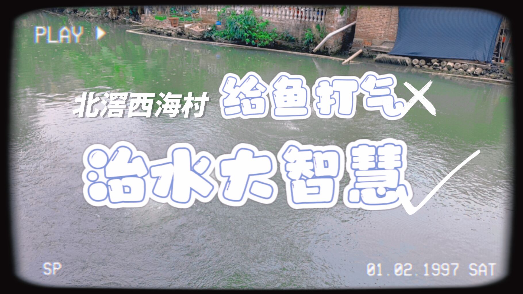 给西海大涌的鱼打气？其实是北滘治水大智慧！