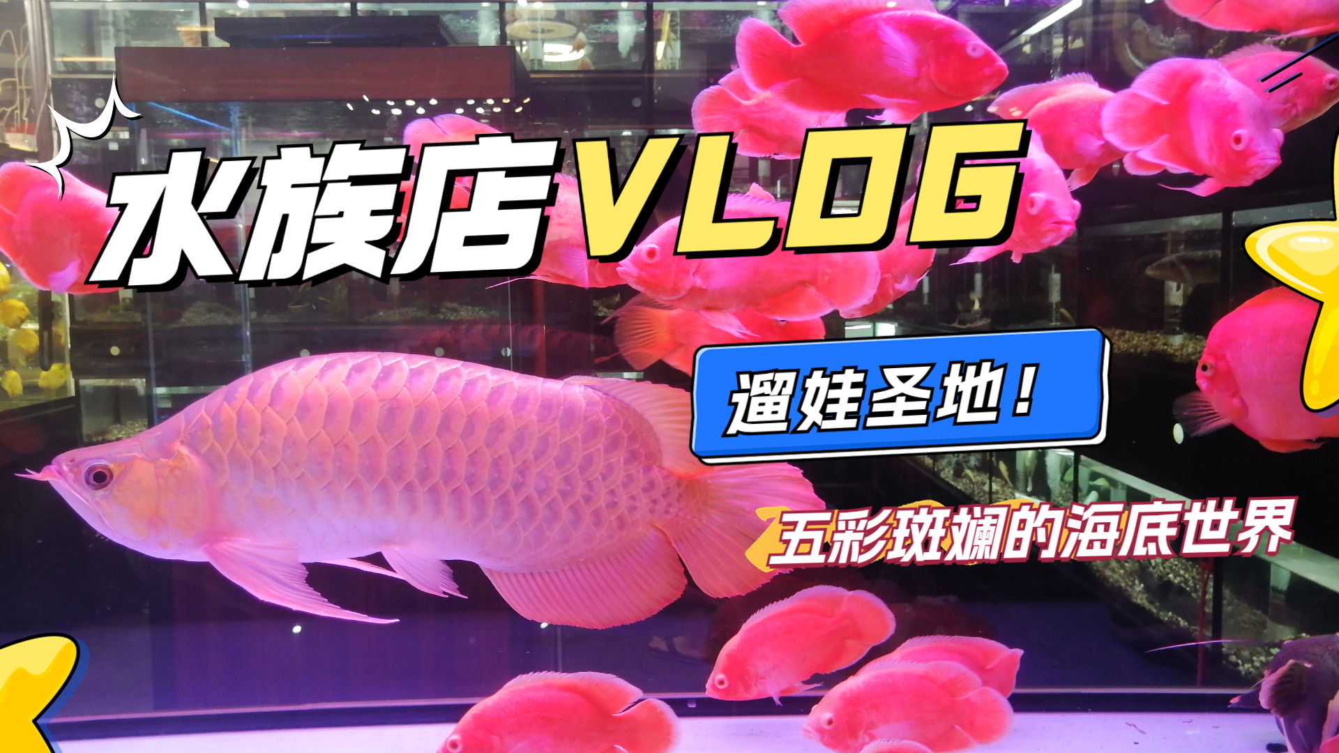 在大良沉浸式逛水族店到底有多有趣？