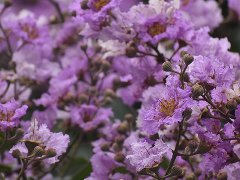 紫薇花开，顺德街头“粉紫”浪漫上线