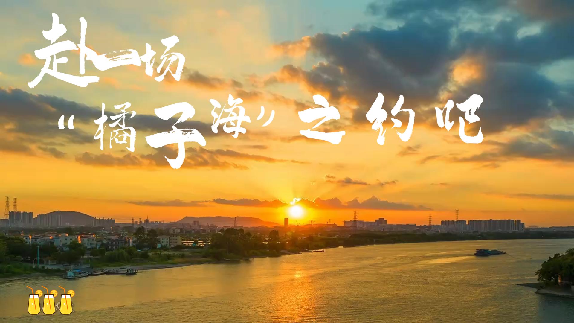 【视频】顺德的“橘子海”，你看过了吗？