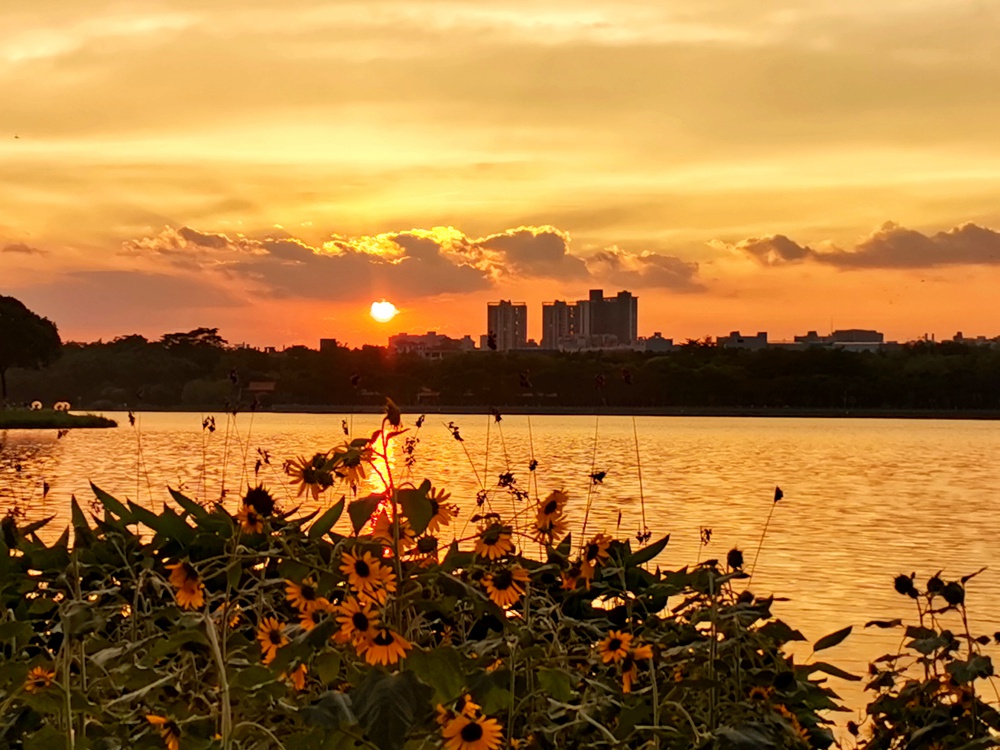 什么样的夕阳，刷屏了顺德人的朋友圈？