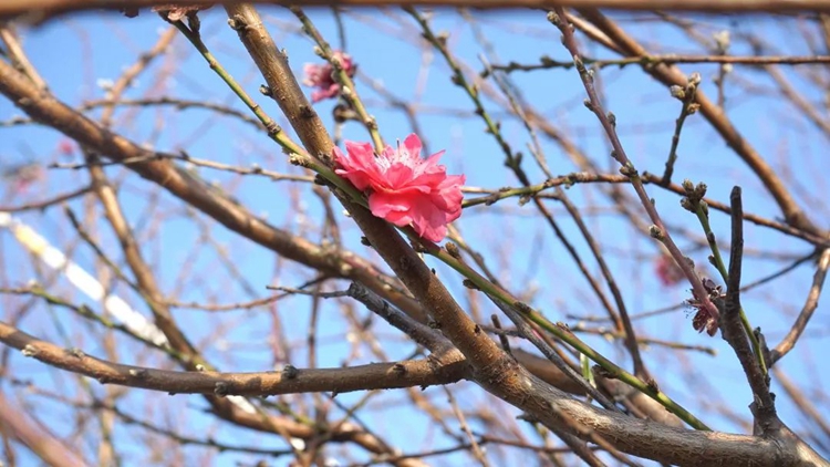 来容桂“桃源·龙涌”文化节！赏美景、品美食→