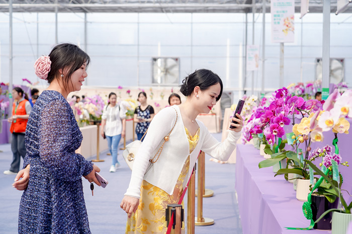 签约额达1亿元！勒流蝴蝶兰“繁花”大戏超抢镜！