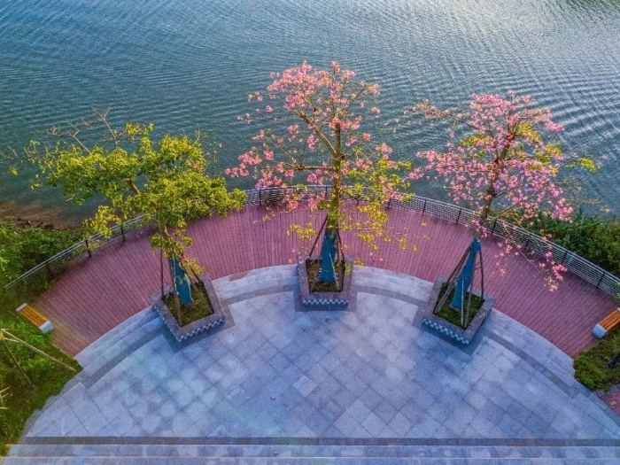 位居全市前列！水域安澜，均安治水有妙招