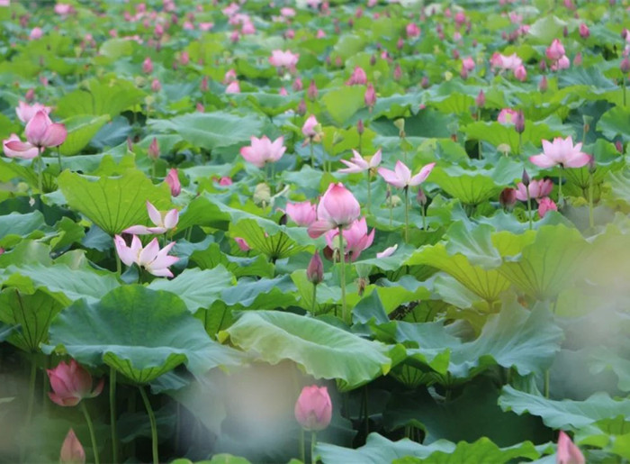 就在黄连！夏日限定美景“荷”你相见
