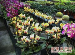 “幸福花开”，外内都如花一样美
