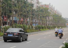 南源路的绿化很给力
