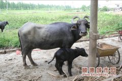 寻找三洲水牛养殖场