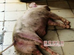 伦教警方查处一窝点，死猪制成烧肉出售