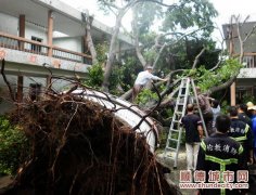 伦教敬老院两大树被吹倒，无人员伤亡