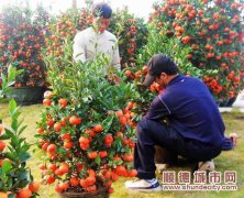 今年年桔价格涨4成，伦教果农丰收