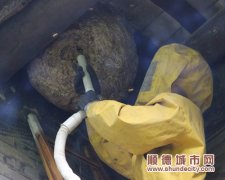 祖屋上挂着个脸盆大蜂窝，吓坏邻居