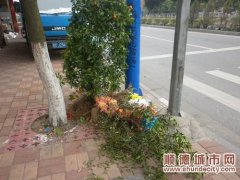 伦教：无公害处理年花　安全环保