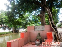 顺德古树伦教有25棵，120岁九里香最老