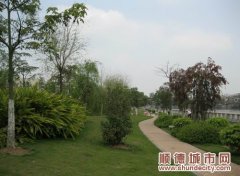 伦教绿化成绩明显，获全区第三