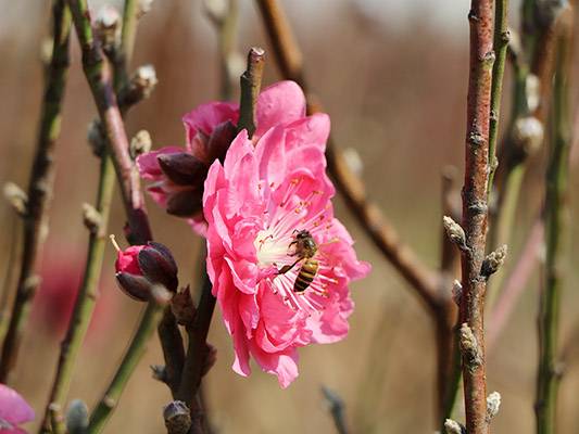 右眼新闻：“含苞”桃花，似在迎春